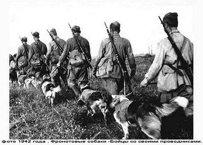 Фронтовые собаки-бойцы со своими проводниками - 1942 год