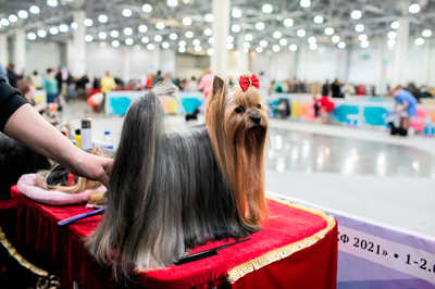 ZOOпортал.pro :: Международная выставка собак ранга CACIB-IKU г. Москва «ЧЕМПИОНАТ РОССИИ 2021»